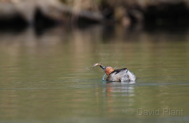 Little grebe - C.jpg - Little grebe with a newt - Forest of Dean